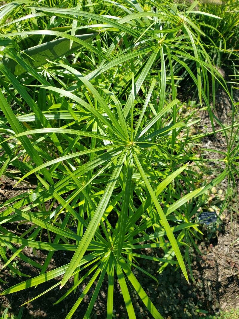 Cyperus alternifolius