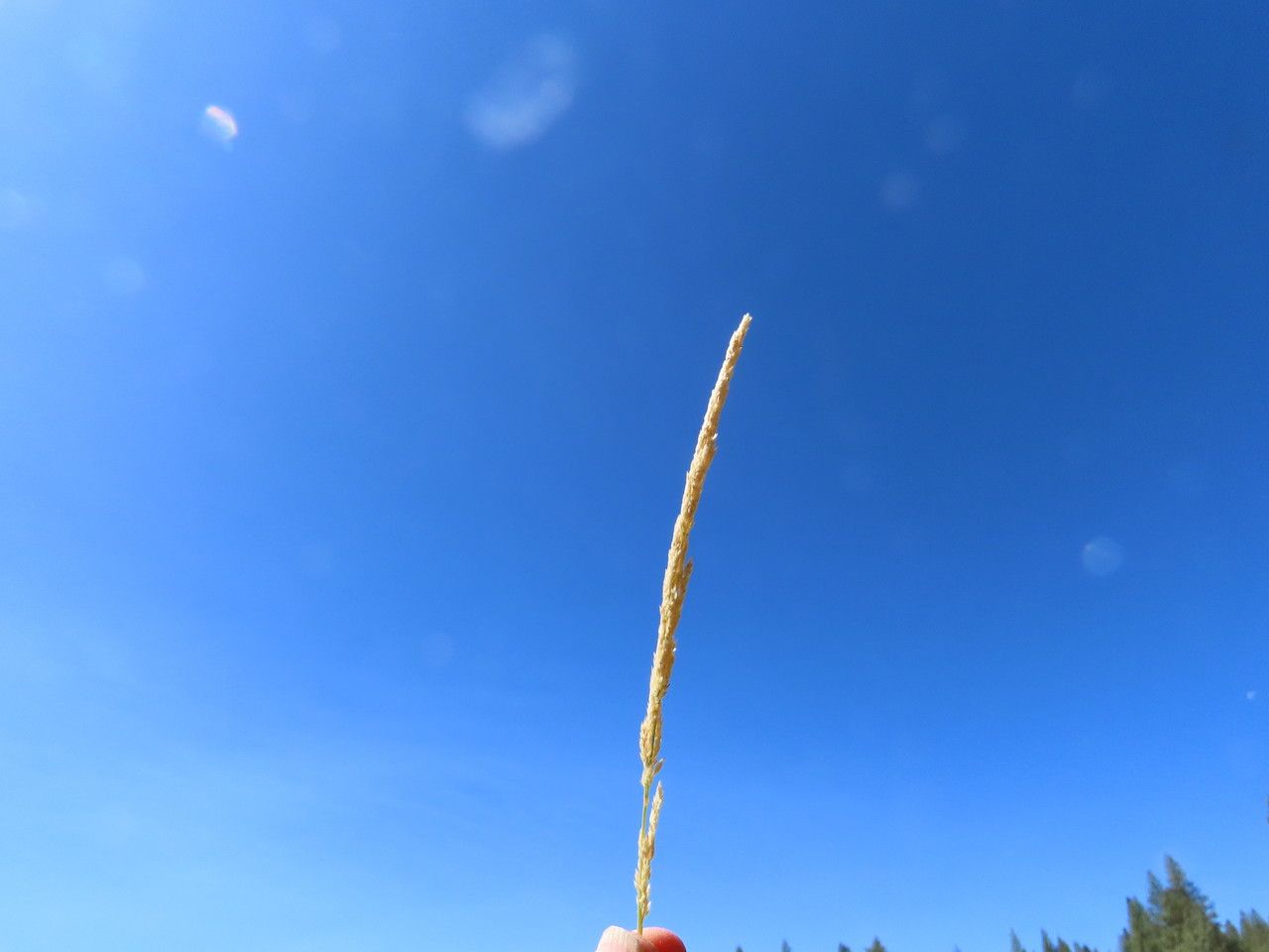 Agrostis exarata leaf