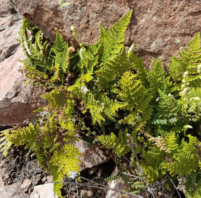 Hemionitis myriophylla habit