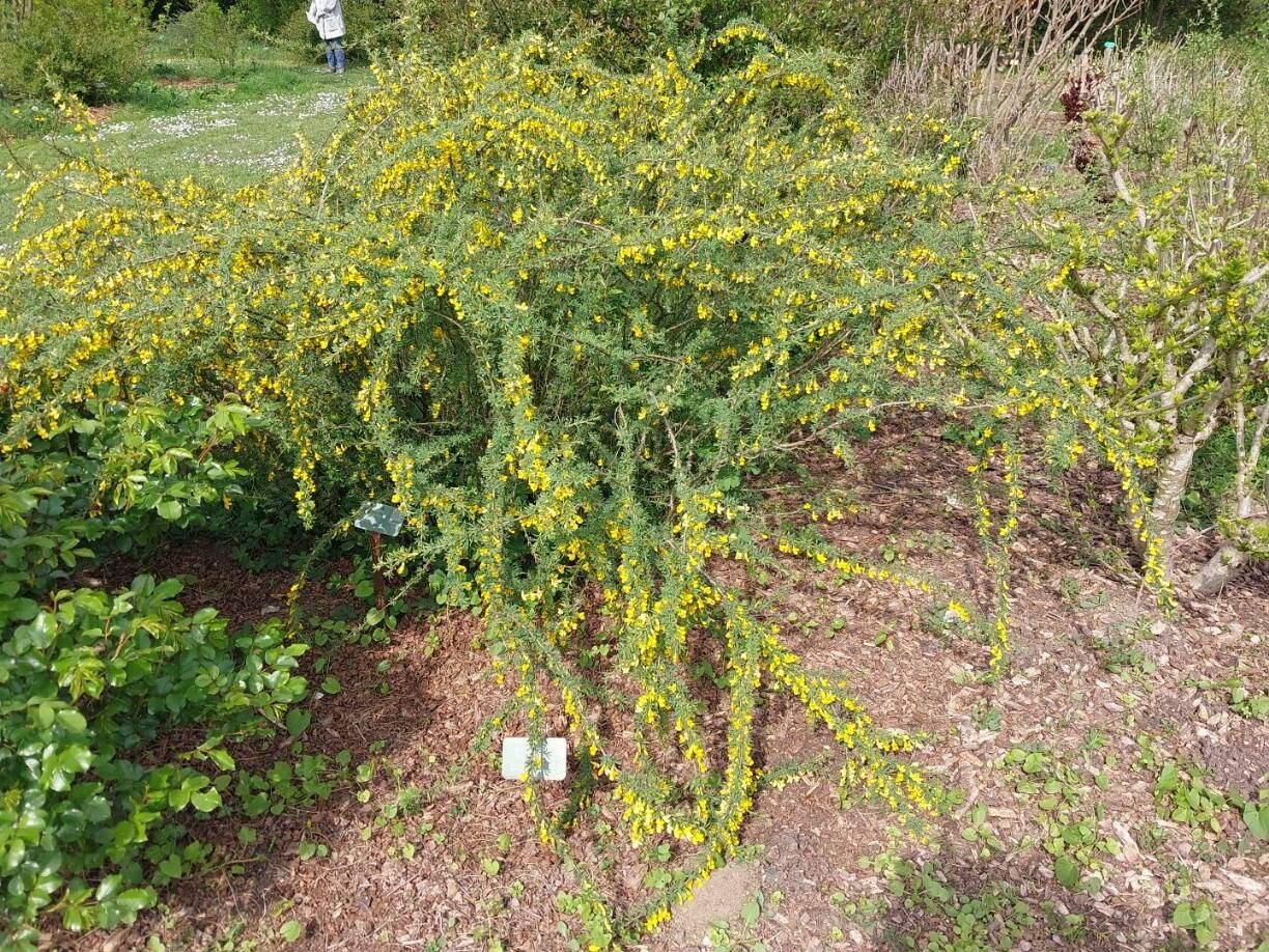 Caragana aurantiaca habit