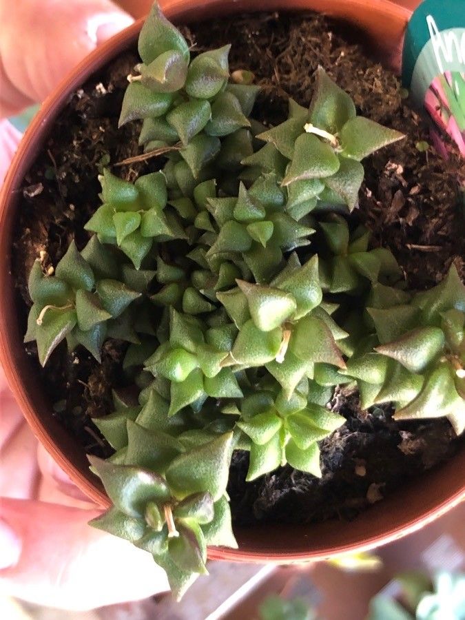 Anacampseros arachnoides — related species from the same genus