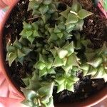 Anacampseros arachnoides