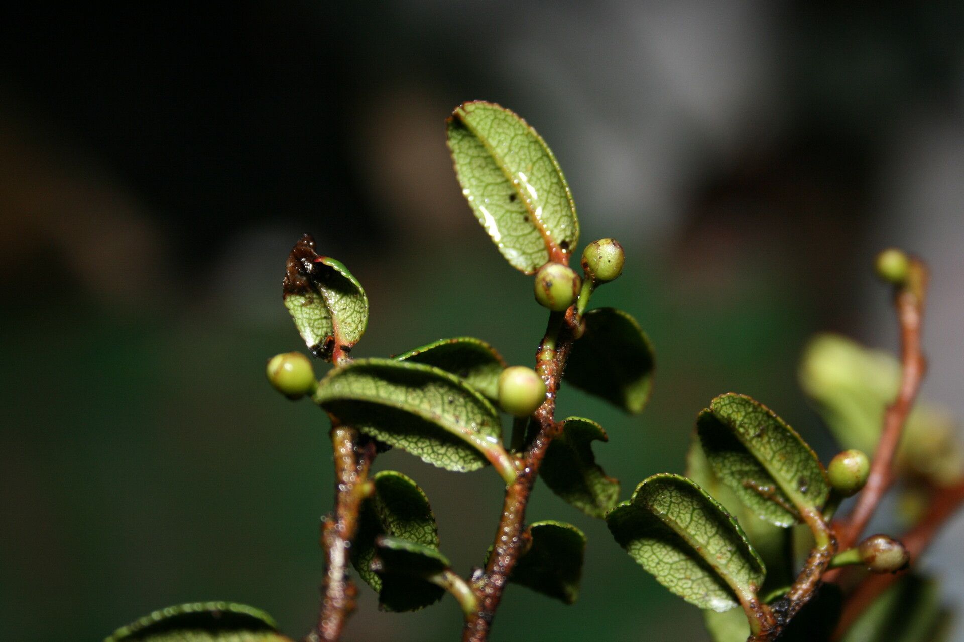 Eurya pullenii — related species from the same genus
