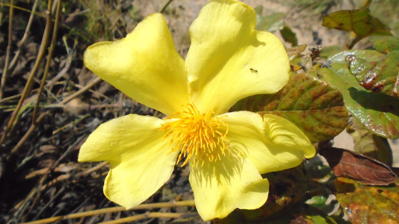 Cochlospermum planchonii — houseplant care guide