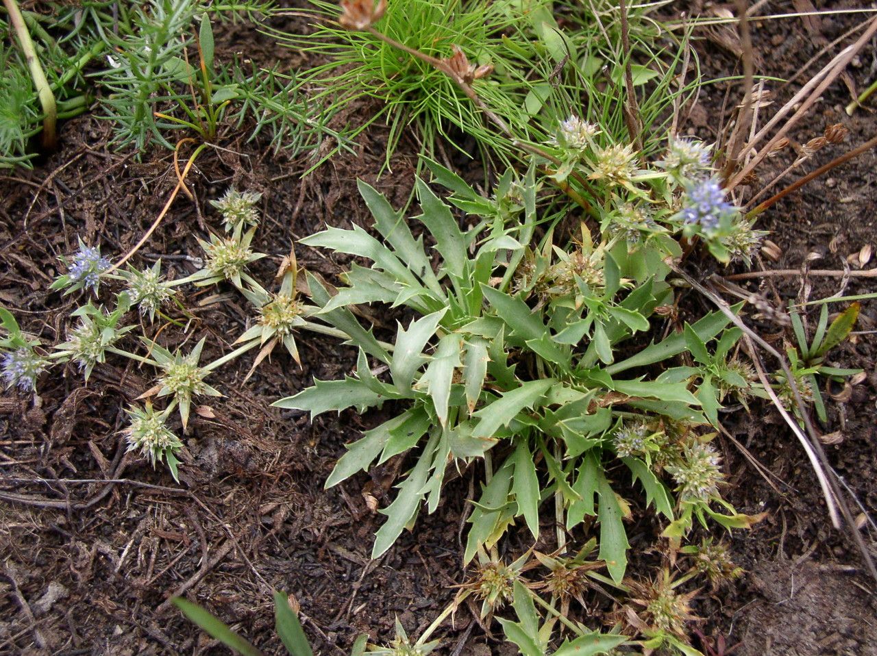 Eryngium viviparum habit