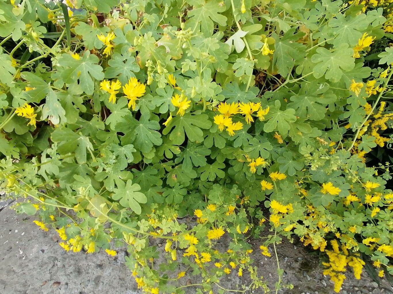 Tropaeolum peregrinum habit