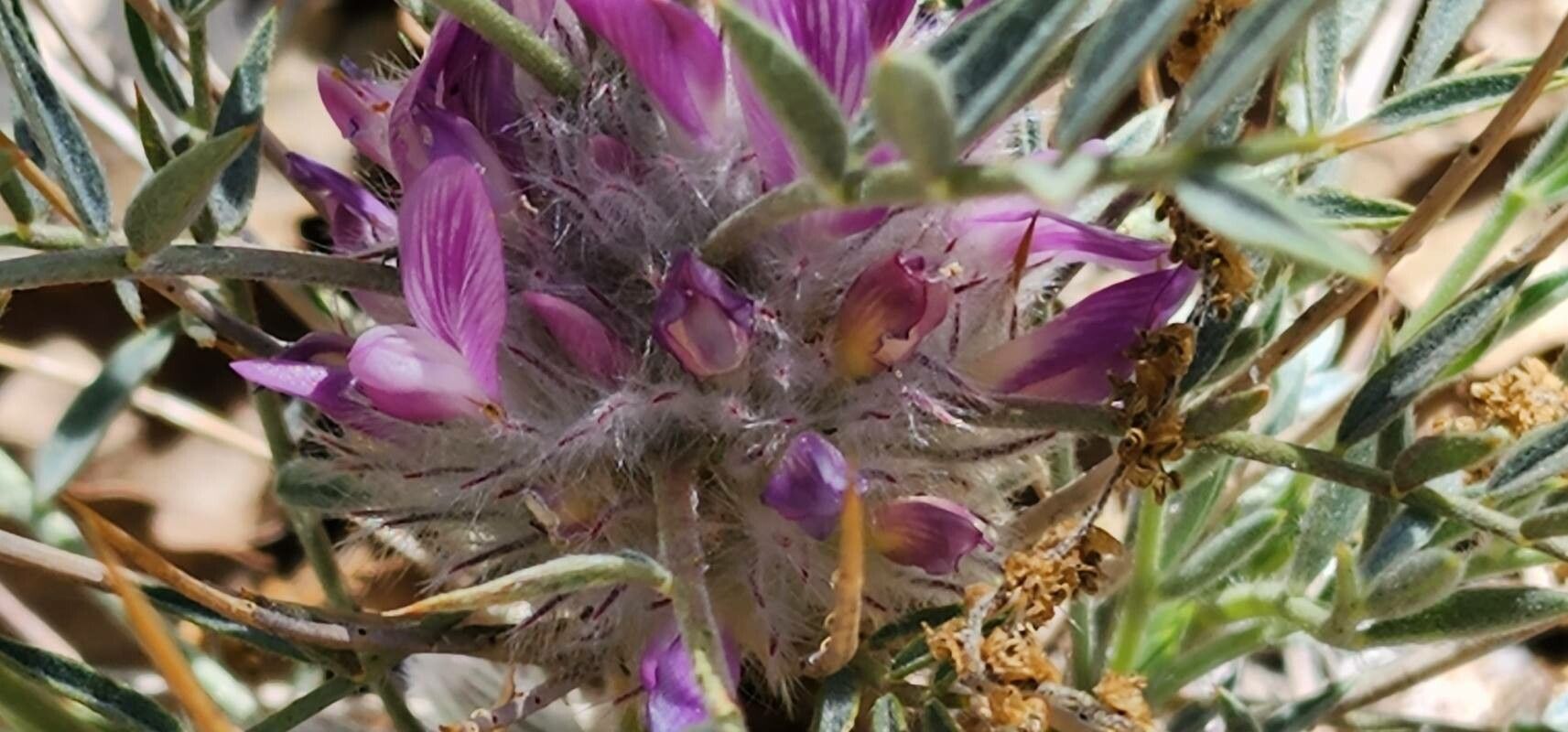 Astragalus tricholobus flower