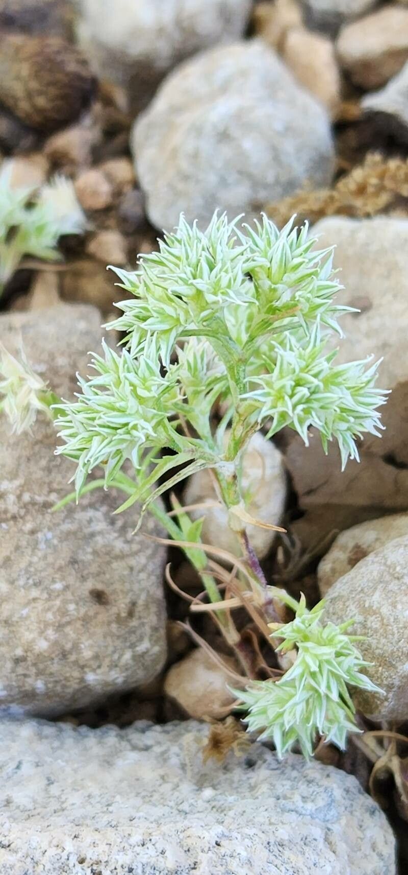 Scleranthus orientalis flower
