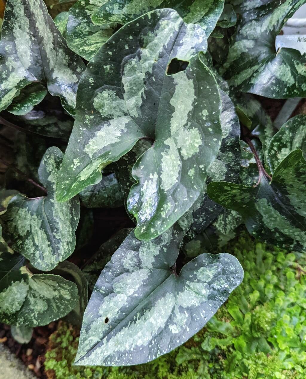 Asarum splendens leaf