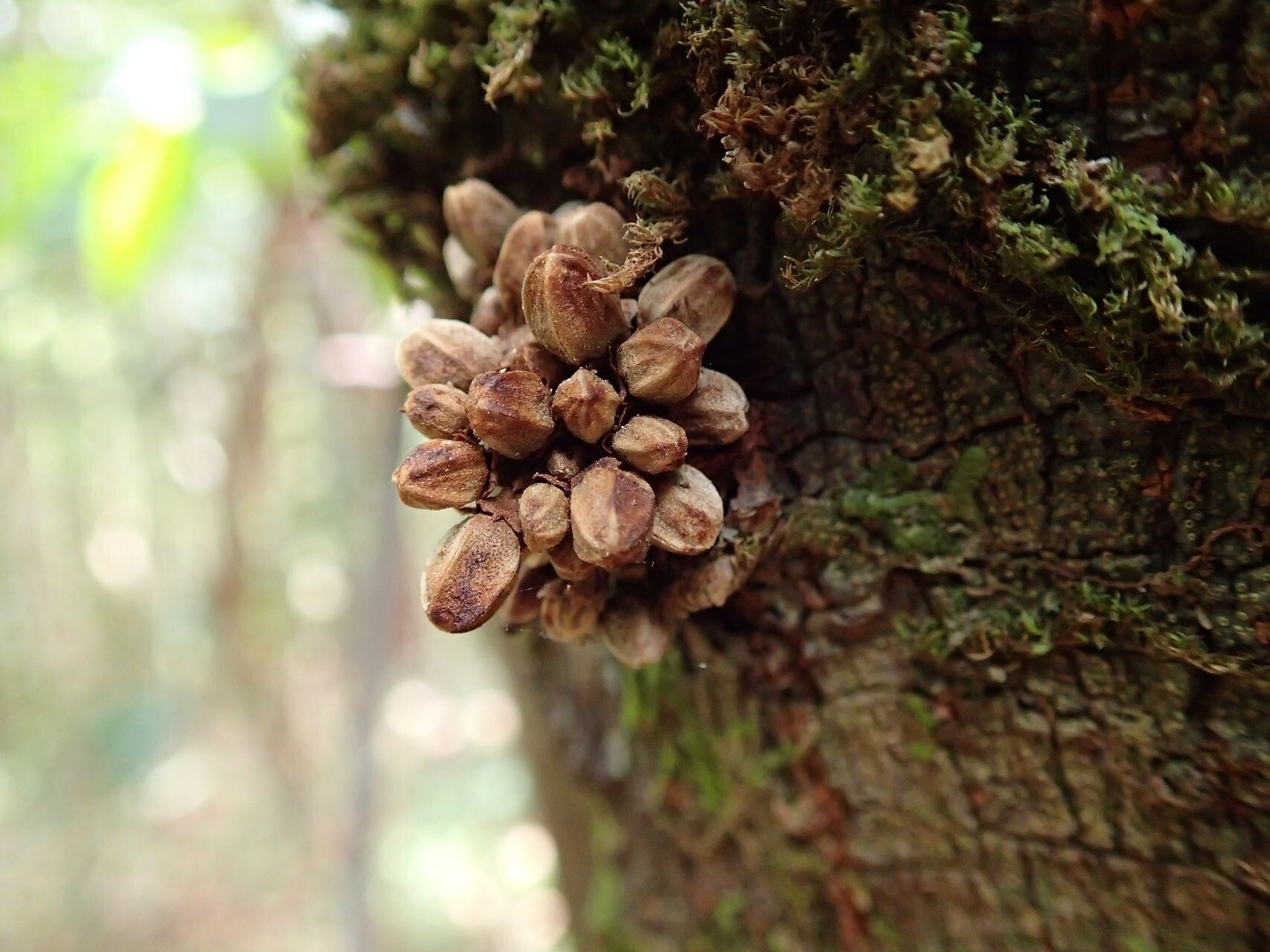 Didymocheton roseus fruit
