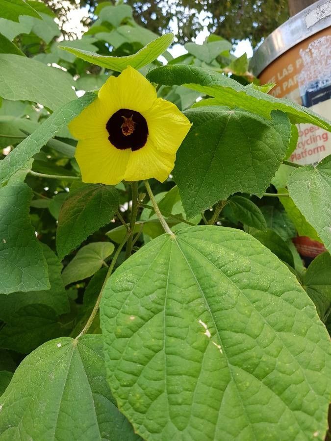 Hibiscus ovalifolius flower