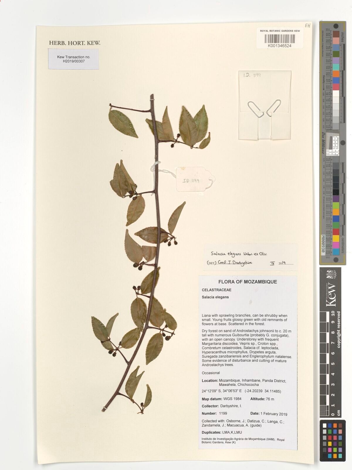 Salacia elegans — houseplant care guide