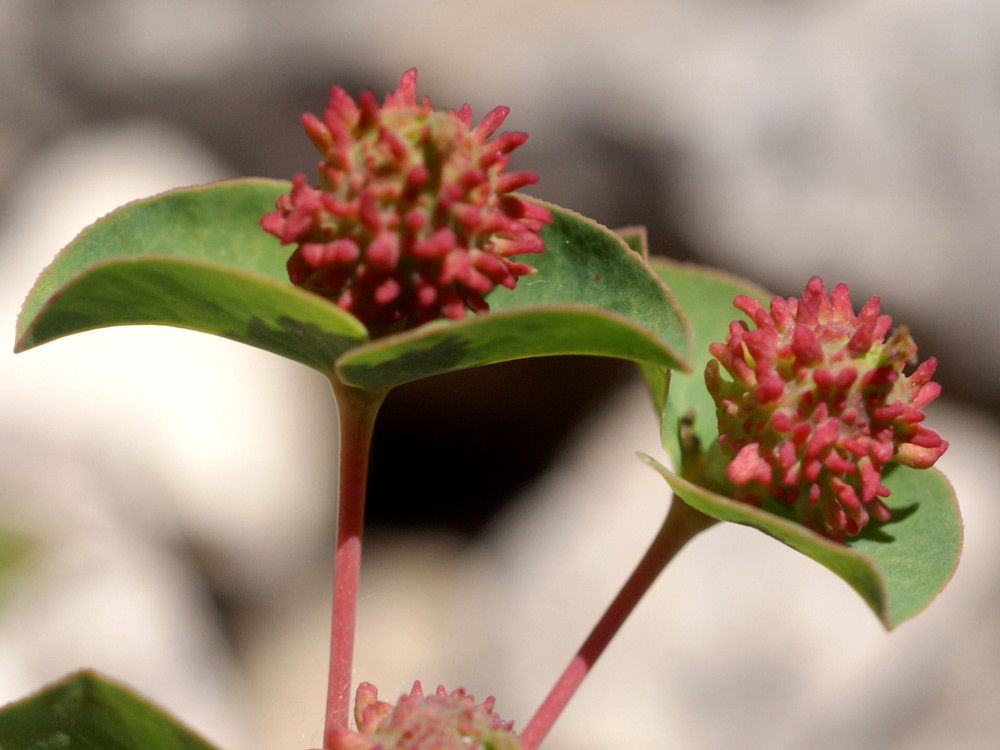 Euphorbia duvalii fruit