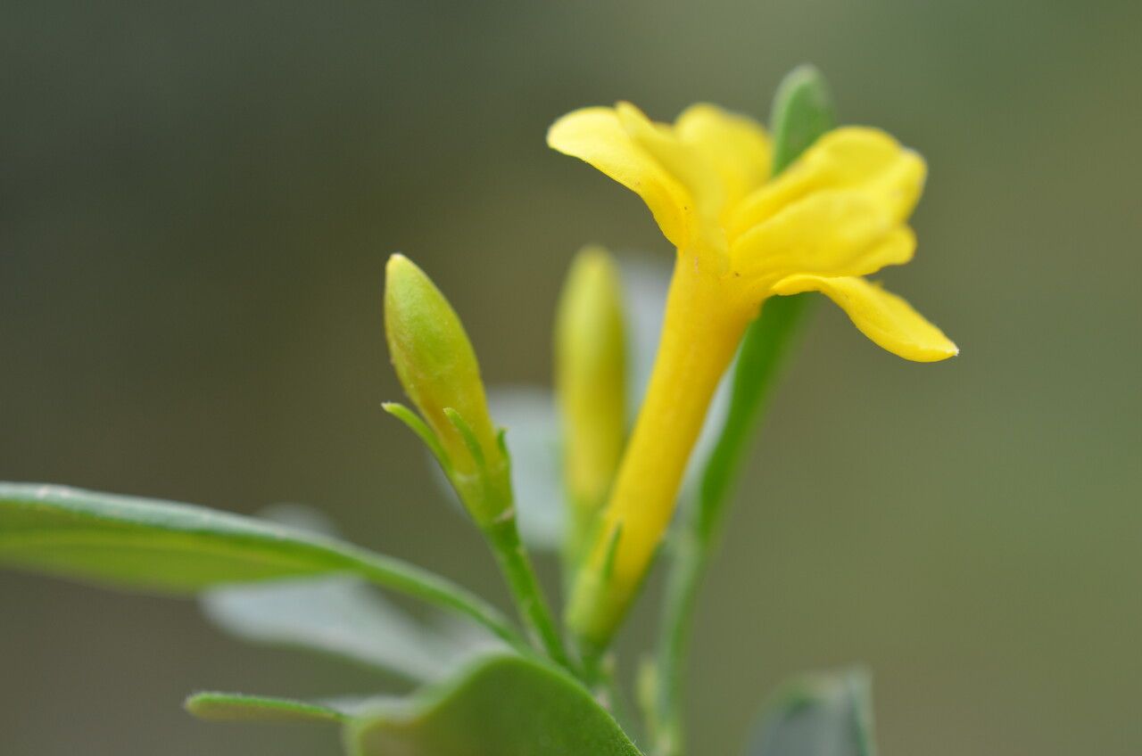 Chrysojasminum odoratissimum flower