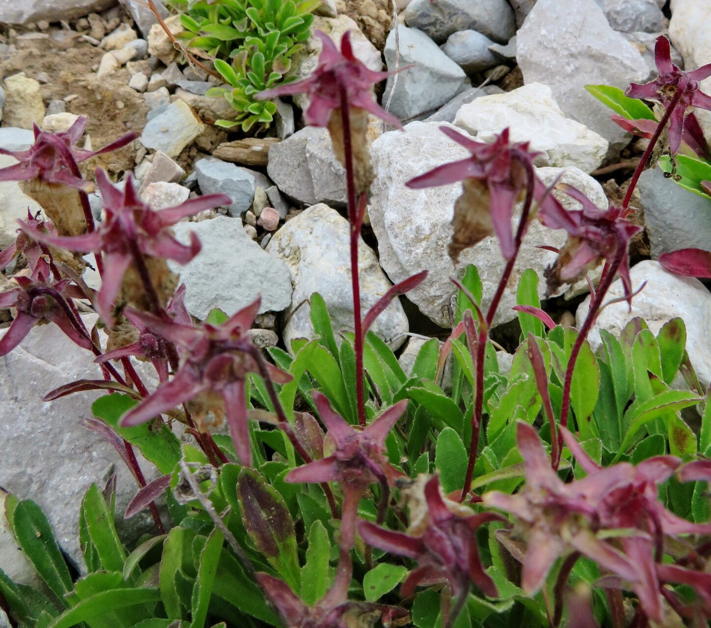 Campanula saxifraga — houseplant care guide