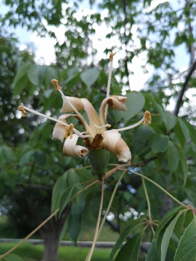 Ceiba aesculifolia flower
