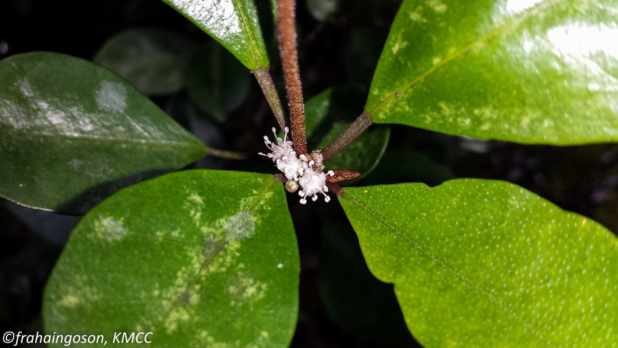 Croton noronhae flower