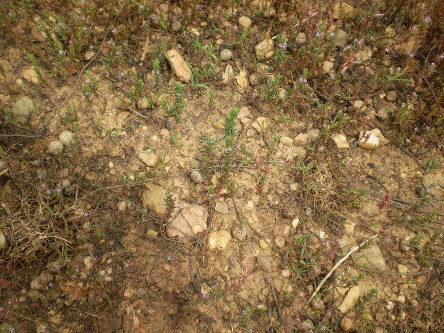 Lythrum thymifolium habit