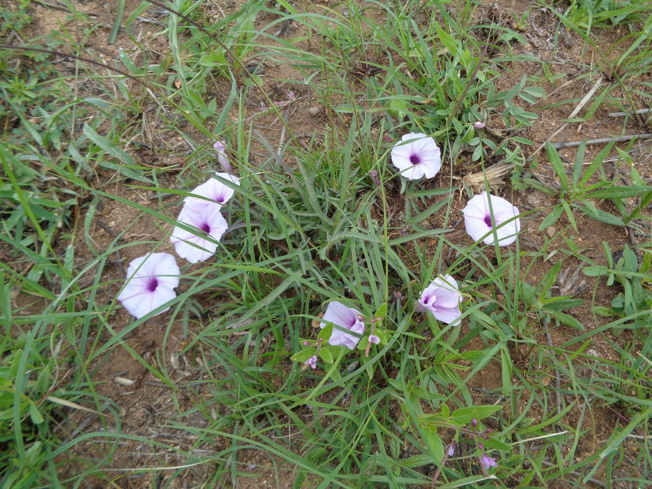 Ipomoea oenotherae habit