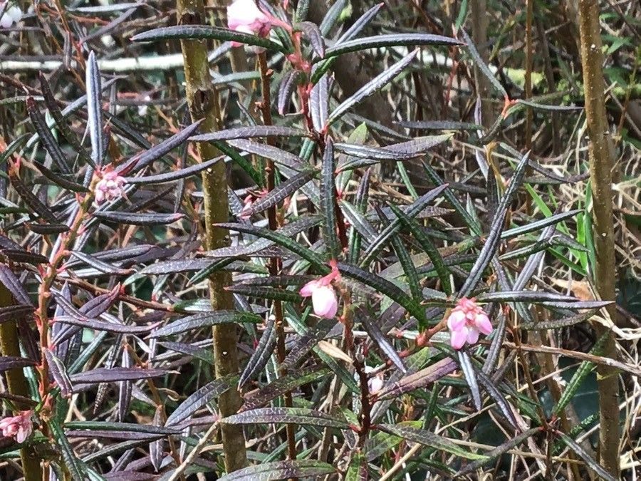 Andromeda polifolia flower