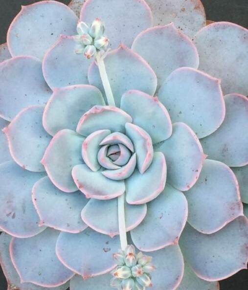 Sedum sinforosanum leaf