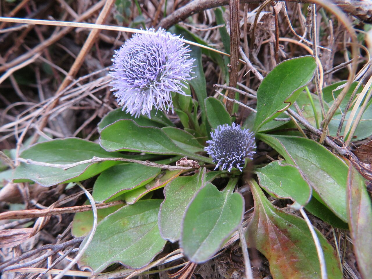 Globularia bisnagarica flower
