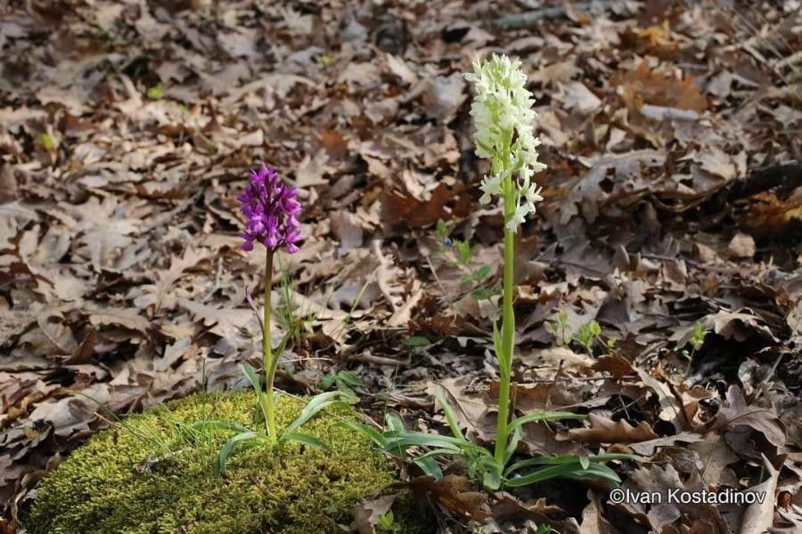 Dactylorhiza romana habit