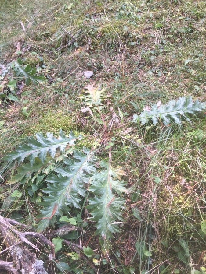 Cynara algarbiensis — related species from the same genus