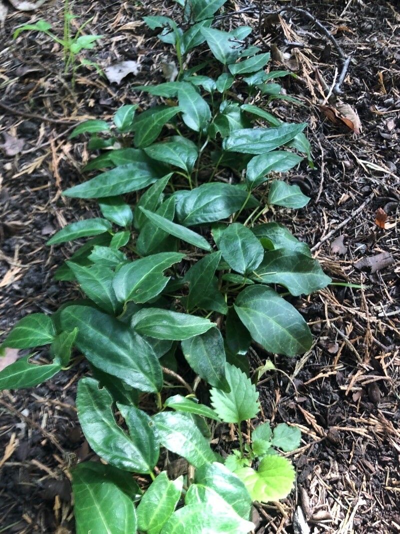 Hedera pastuchovii — search result for 'Hedera'