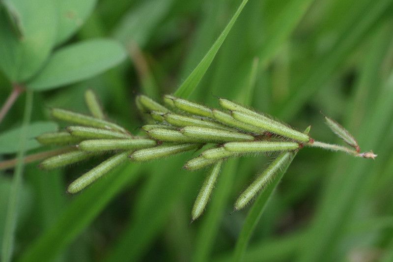 Indigofera hirsuta fruit