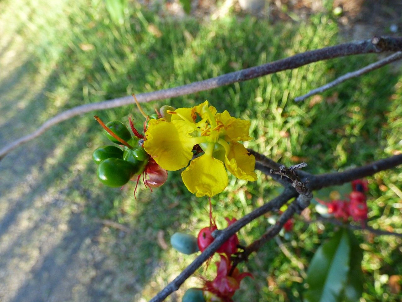 Ochna ciliata flower