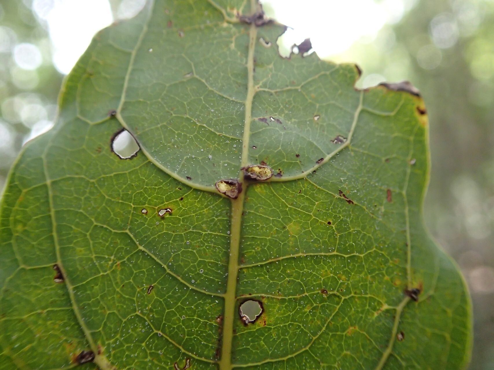 Cupaniopsis apiocarpa leaf