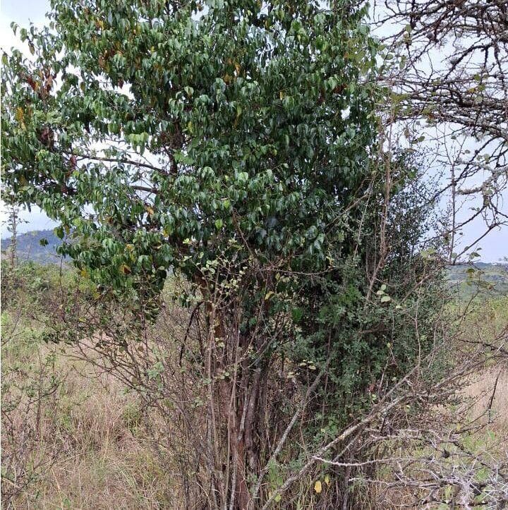 Psydrax schimperianus — houseplant care guide