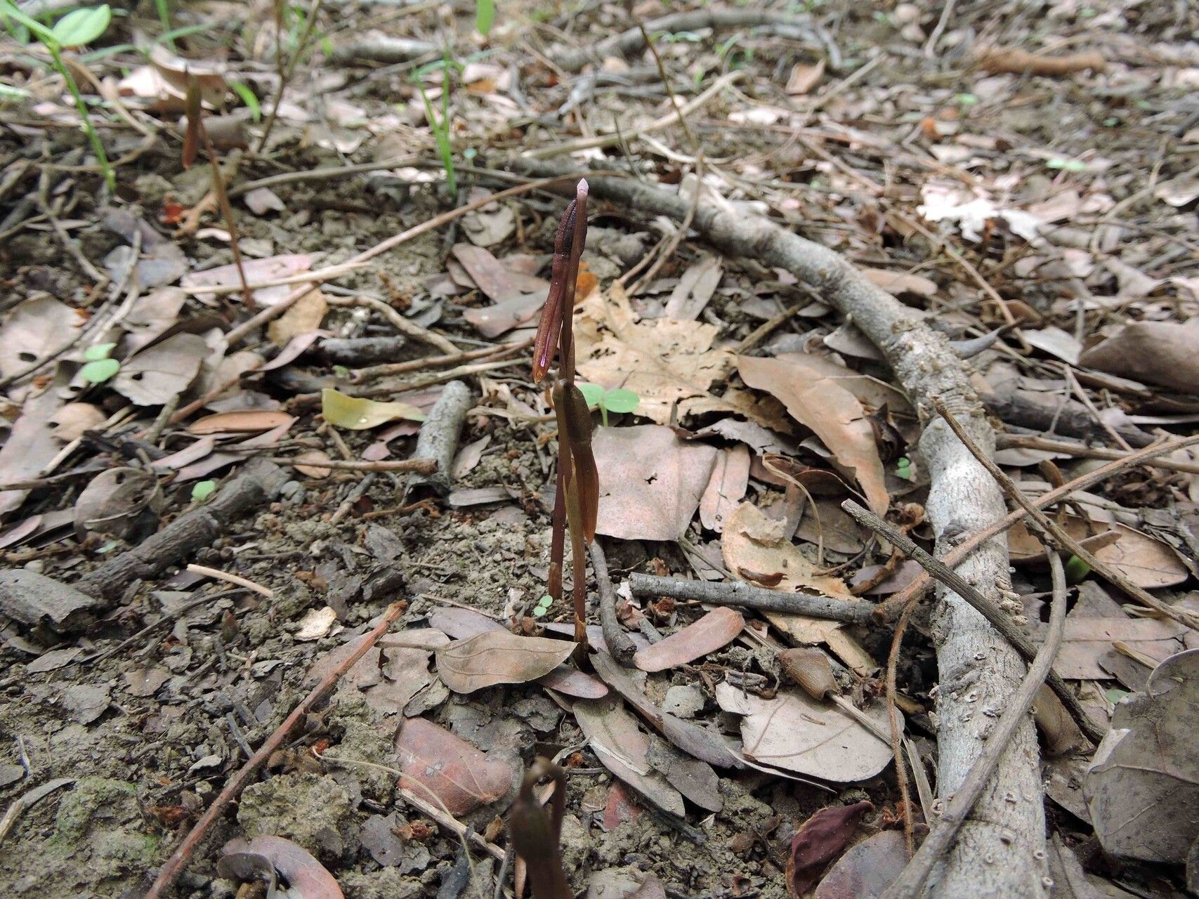 Nervilia adolphi habit
