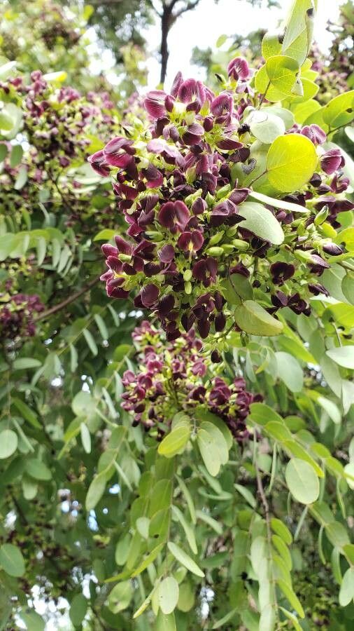 Dalbergia miscolobium flower
