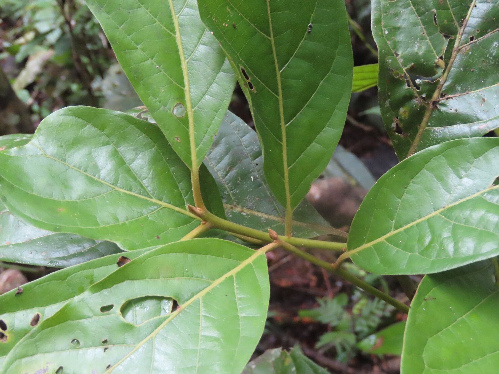Ocotea macropoda — houseplant care guide