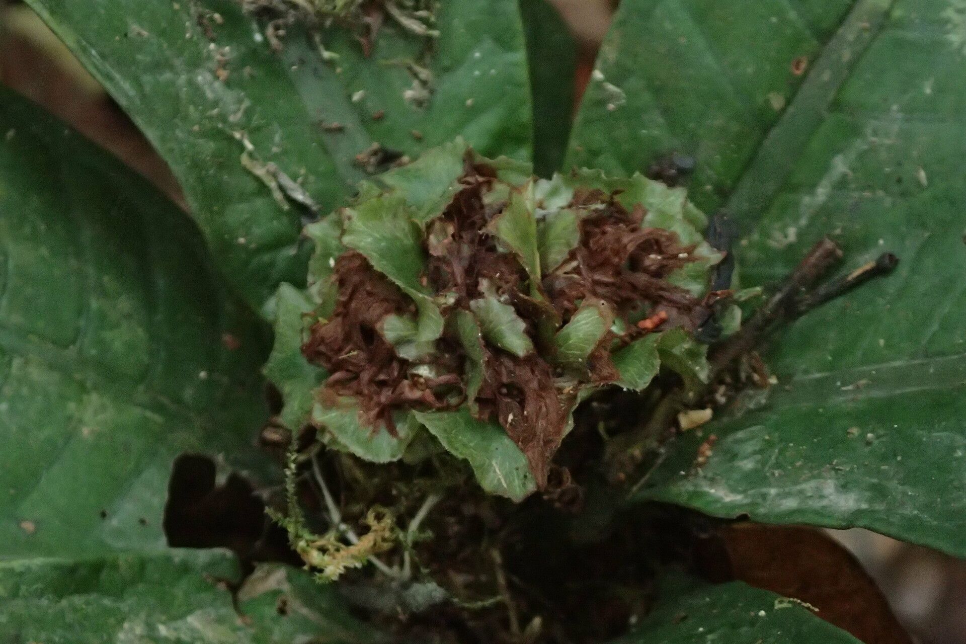 Psychotria rubescens flower