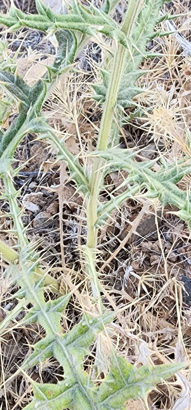 Echinops austroiranicus bark