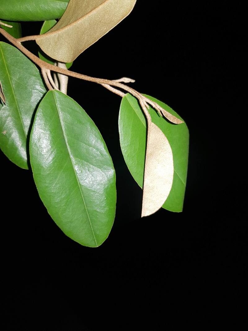 Morisonia odoratissima leaf