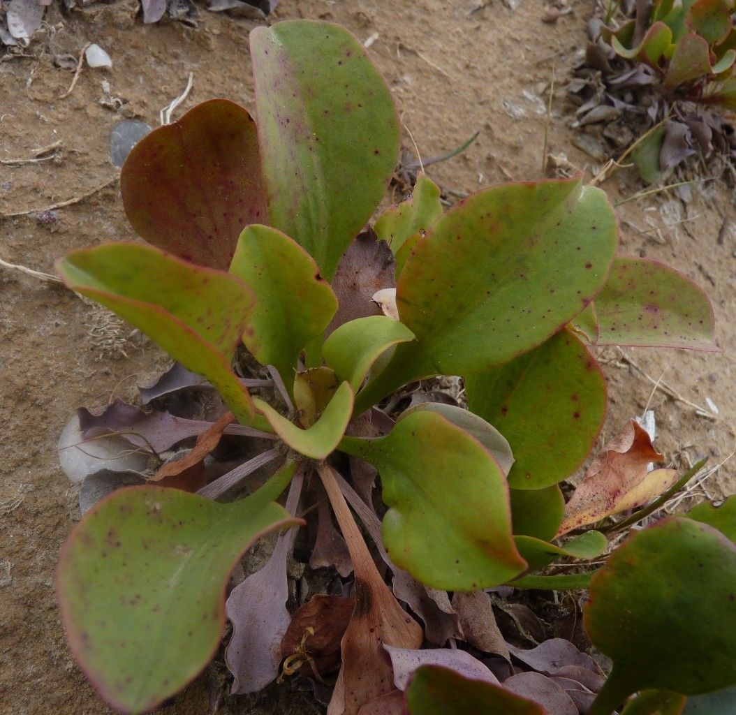Limonium delicatulum habit