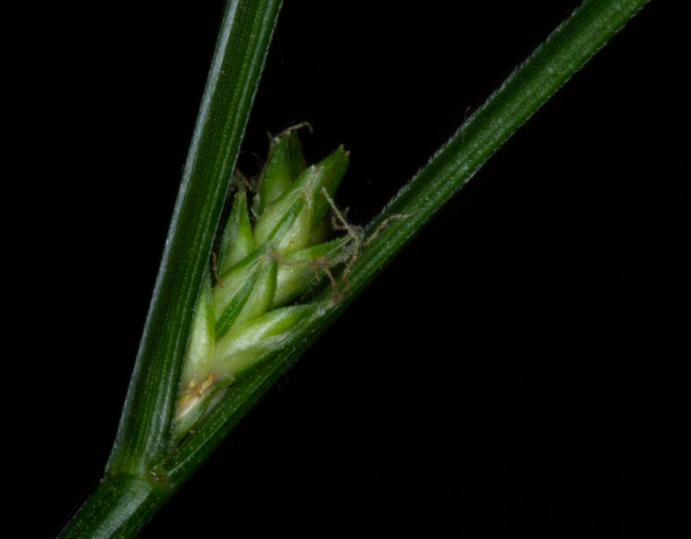Carex remota fruit