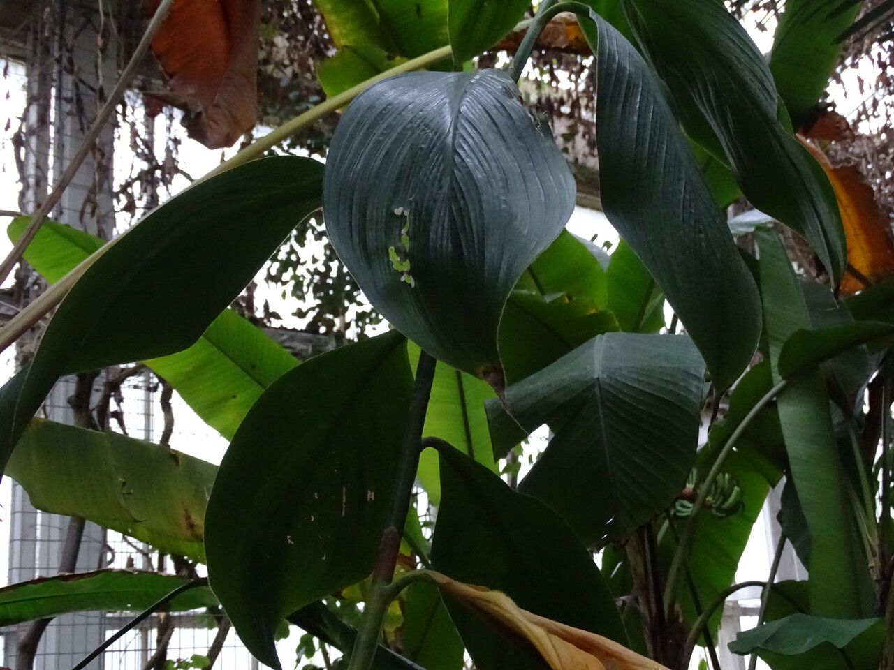 Costus plicatus — houseplant care guide