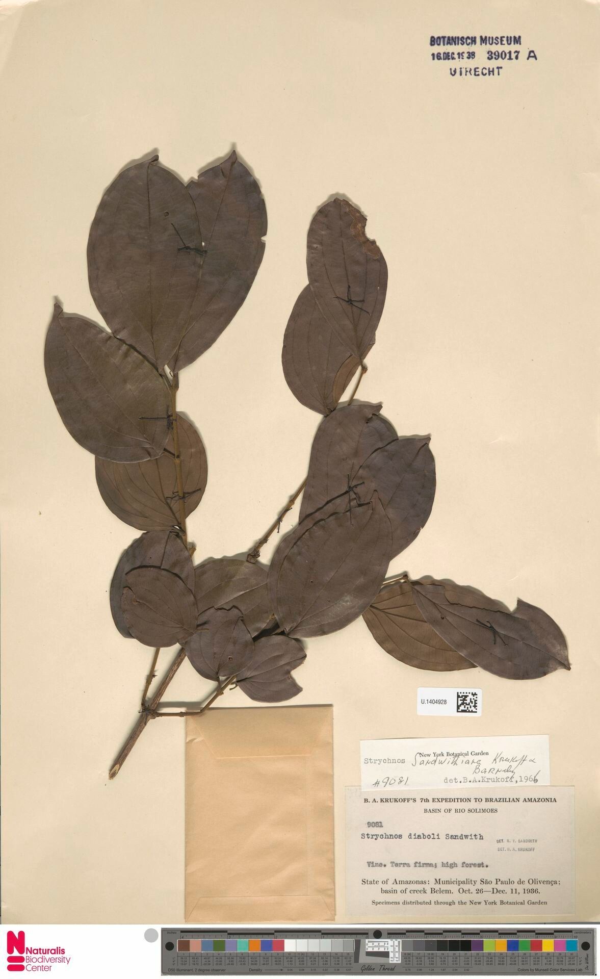 Strychnos sandwithiana — houseplant care guide