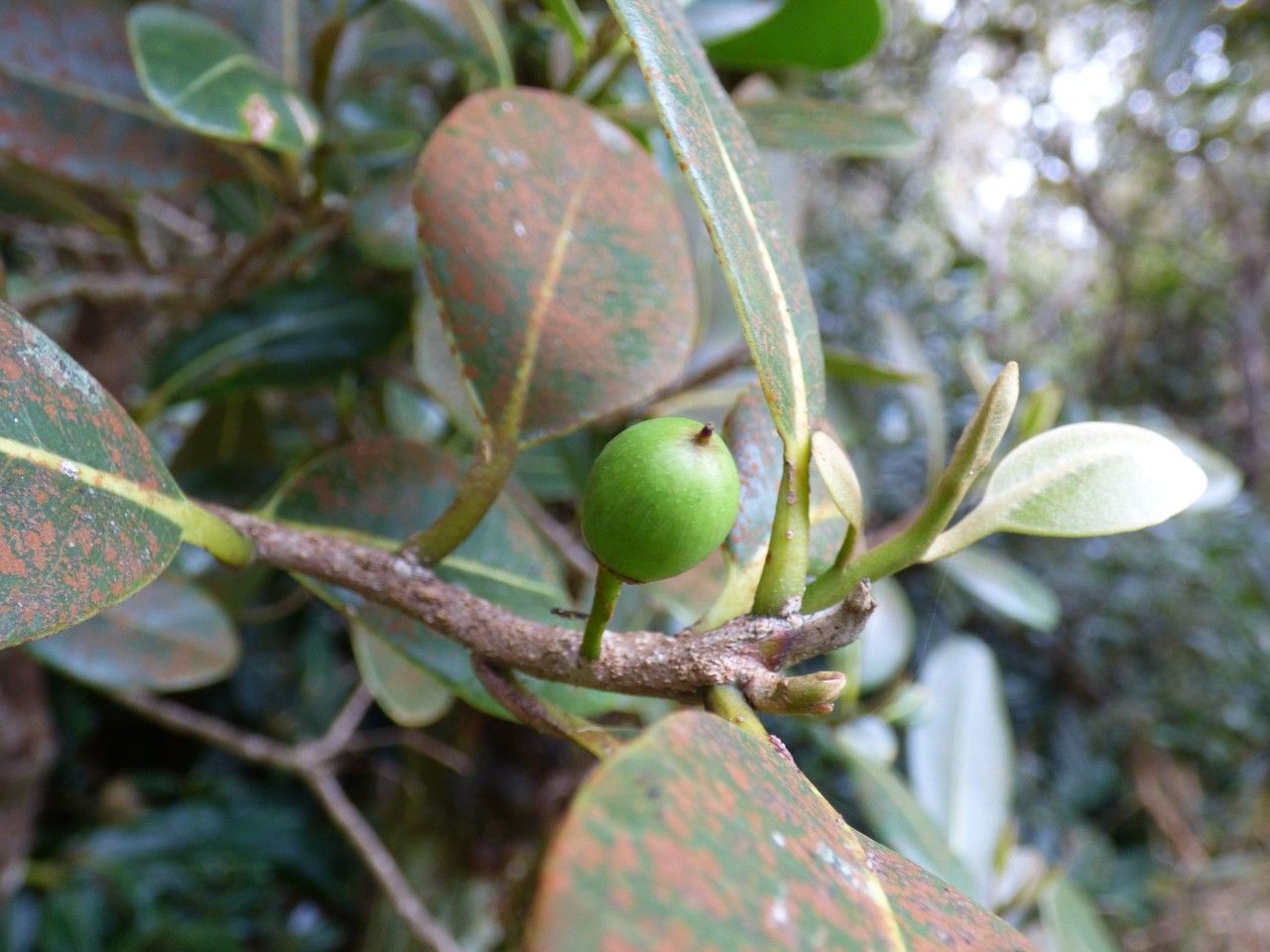 Sideroxylon borbonicum fruit