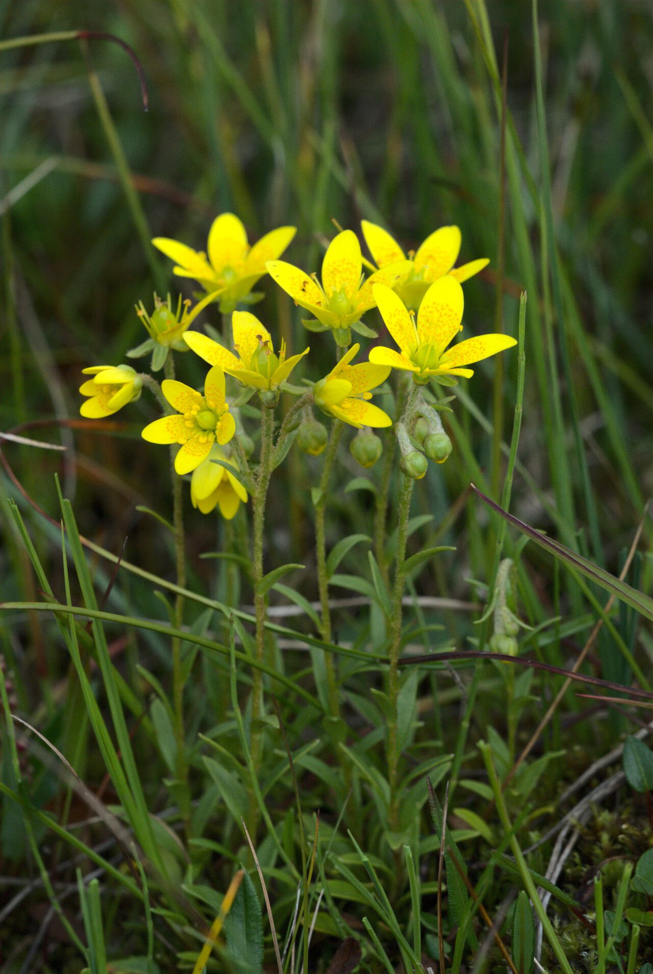 Saxifraga hirculus habit