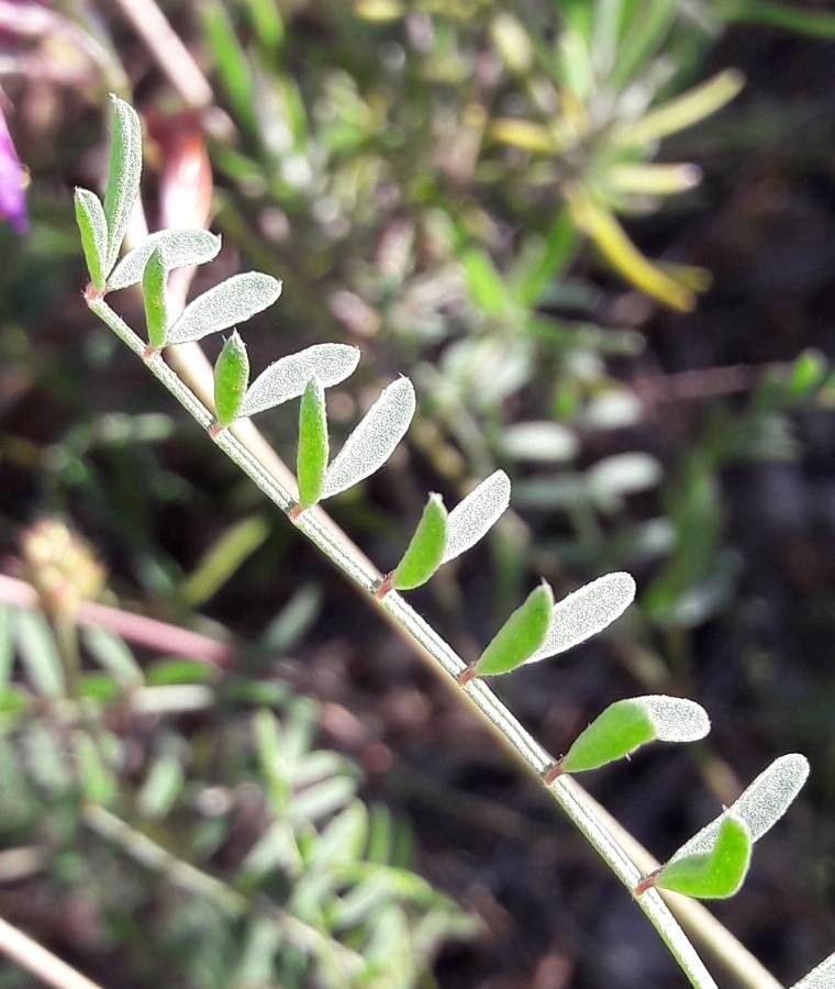 Hedysarum boveanum leaf
