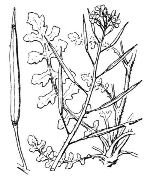 Barbarea sicula — search result for 'Barbarea'