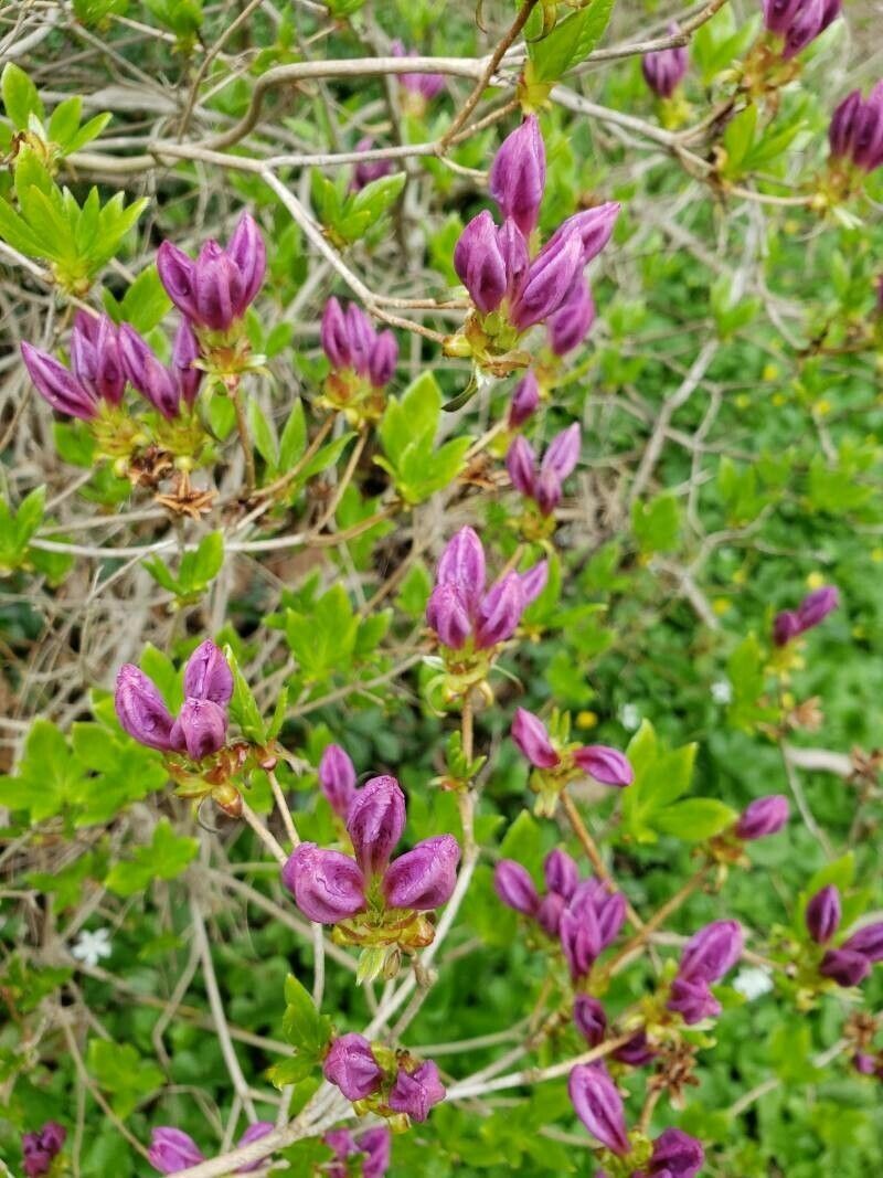 Rhododendron yedoense flower