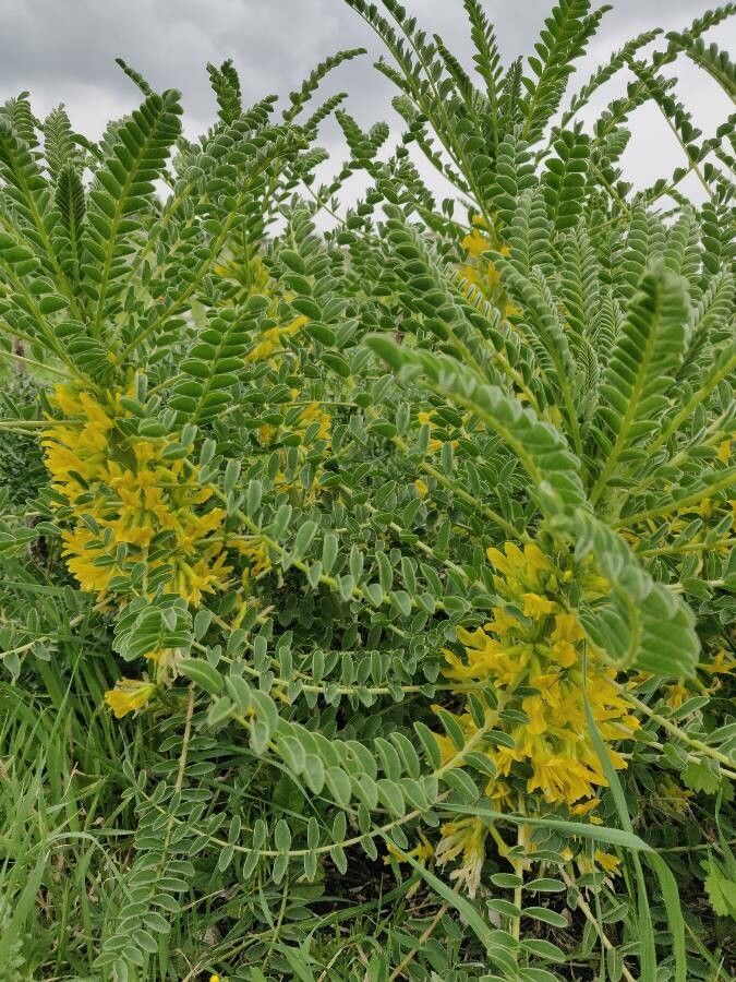 Astragalus exscapus leaf