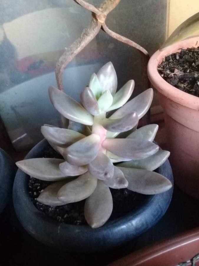 Pachyphytum kimnachii bark